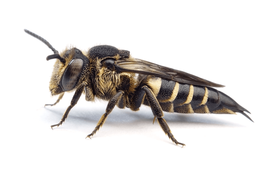 Coelioxys Inermis