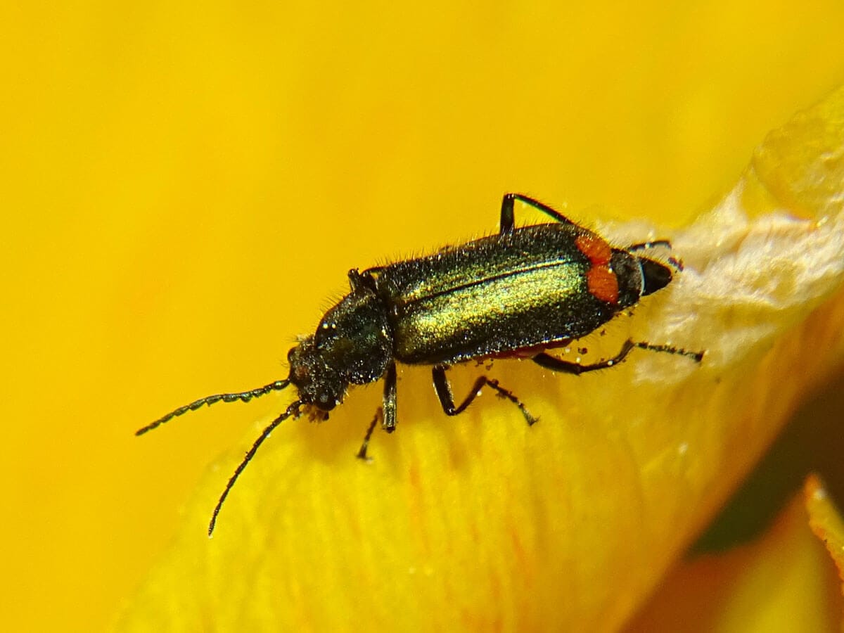 Zweifleckiger Zipfelkäfer auf gelber Blüte