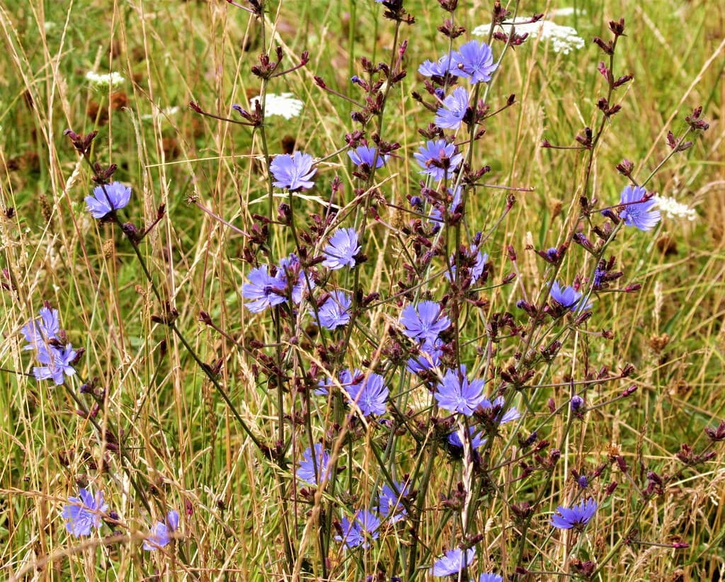 Gewöhnliche Wegwarte mit blauen Blüten im Gras