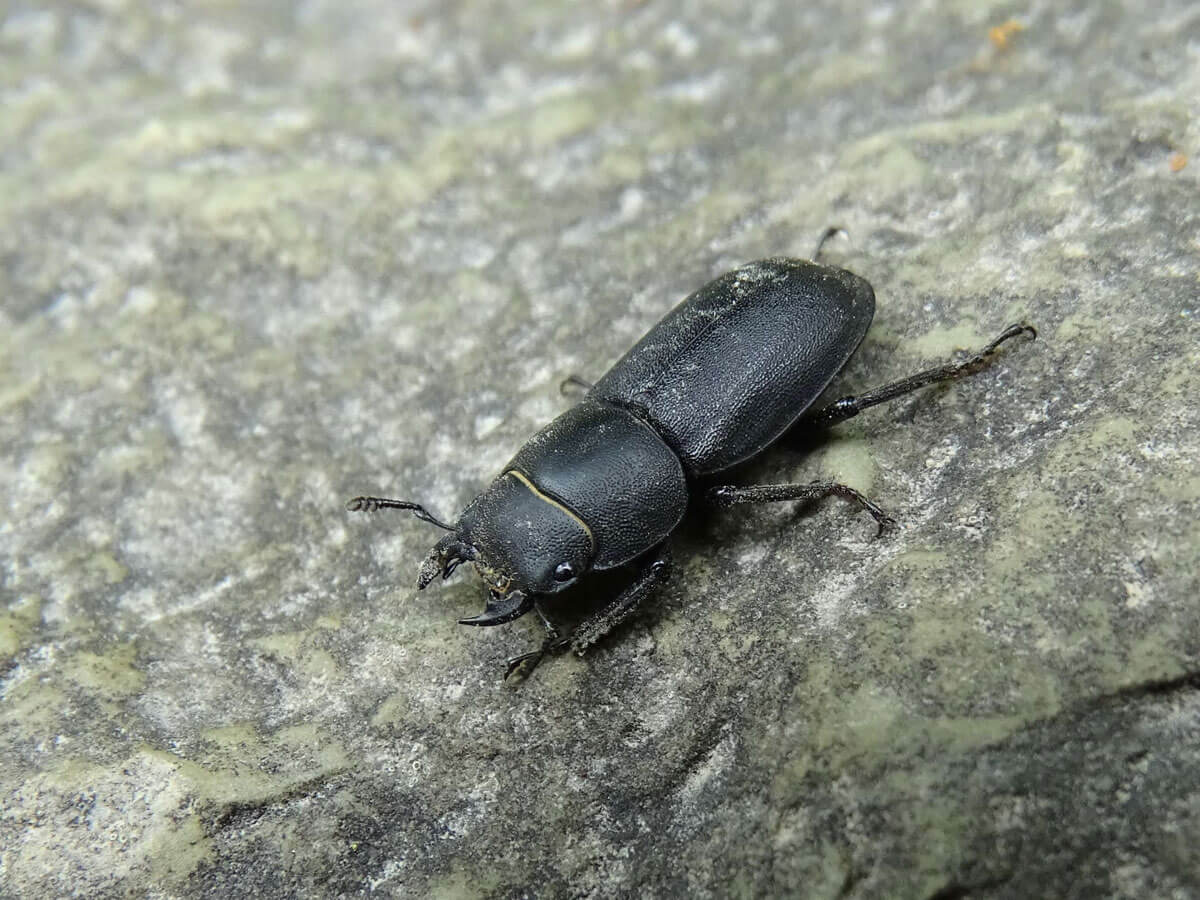 Balkenschröter auf Stein