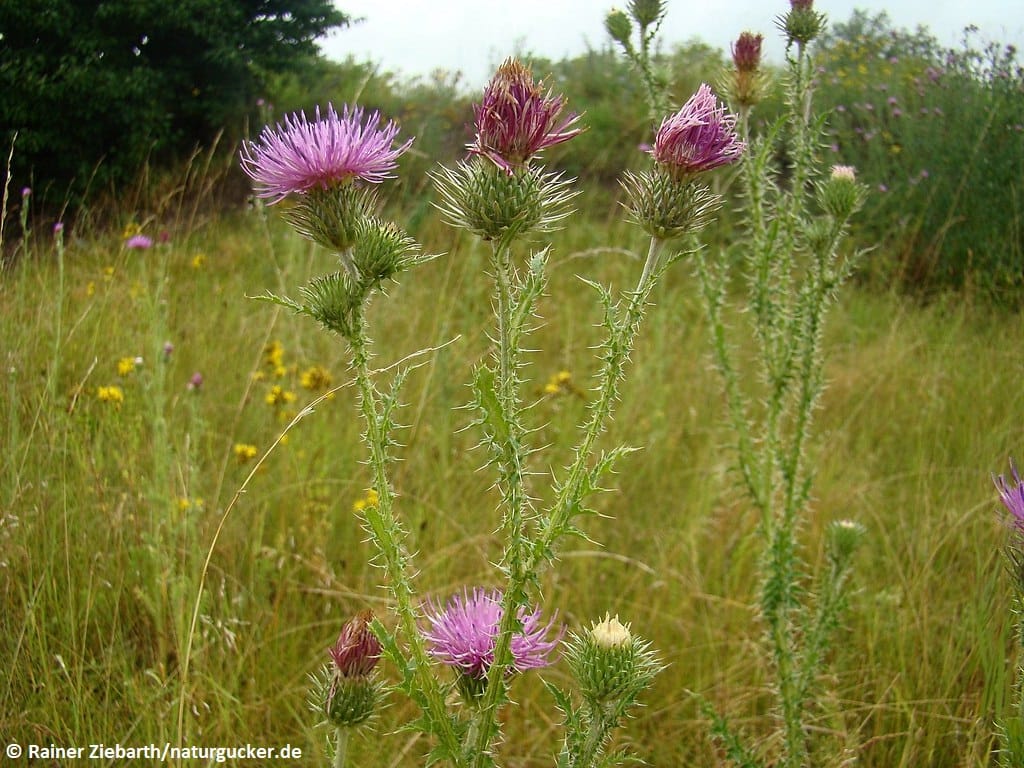 Wegdistel in voller Blüte auf Wildwiese