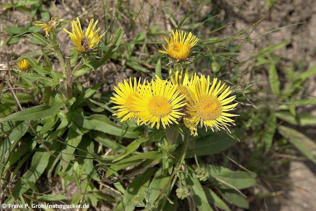 Weidenblättriger Alant mit gelben Blüten