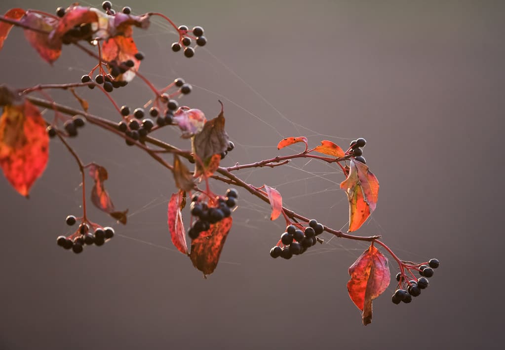 Roter Hartriegel mit Herbstlaub und Beeren