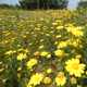 Saat-Wucherblume