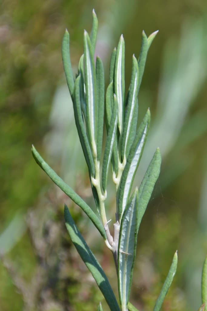 Rosmarinheide Blatt