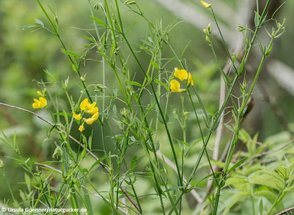 Wiesen-Platterbse mit gelben Blüten