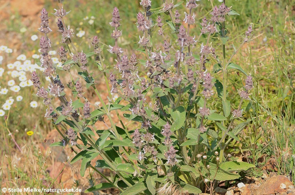 Echter Salbei in voller Blüte mit violetten Blütenständen