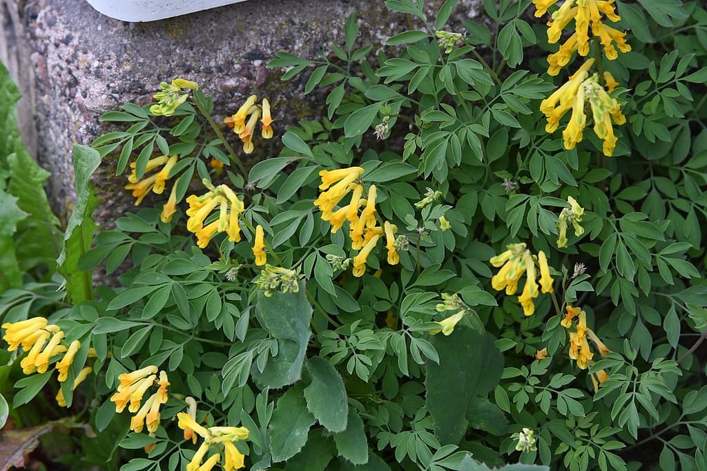 Gelber Lerchensporn in voller Blüte