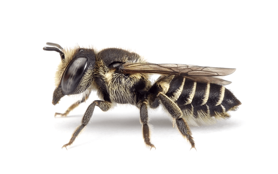 Megachile Rotundata