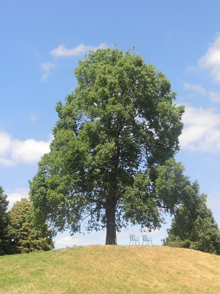 Flatterulme auf Wiese mit Blick zum Himmel