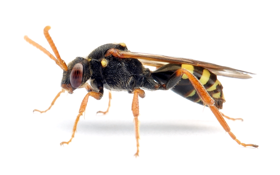 Nomada marshamella