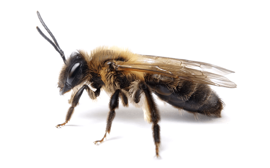 Andrena Carantonica