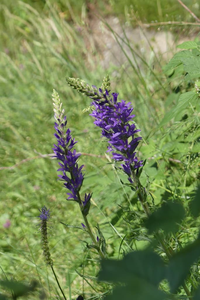 Ährige Glockenblume mit violetten Blütentrauben
