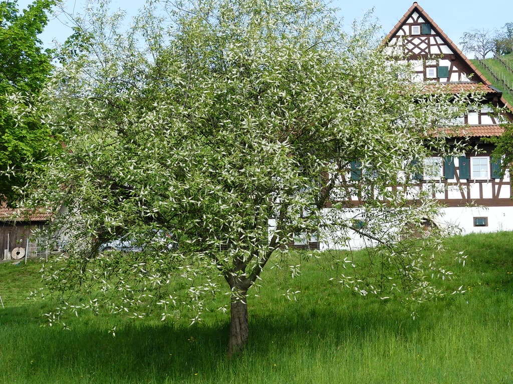 Gewöhnliche Traubenkirsche in Blüte vor Fachwerkhaus