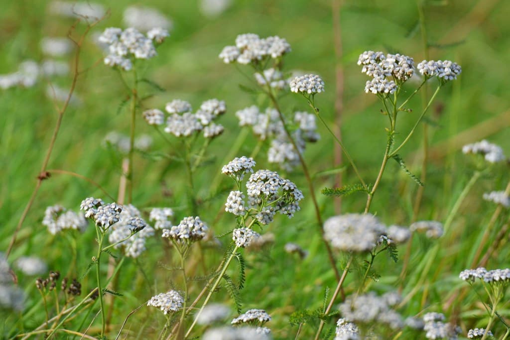 Gewöhnliche Schafgarbe in voller Blüte auf Wiese