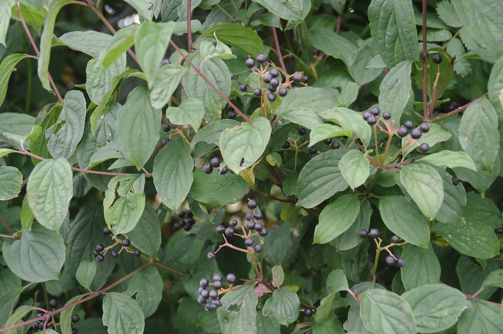 Roter Hartriegel Habitus