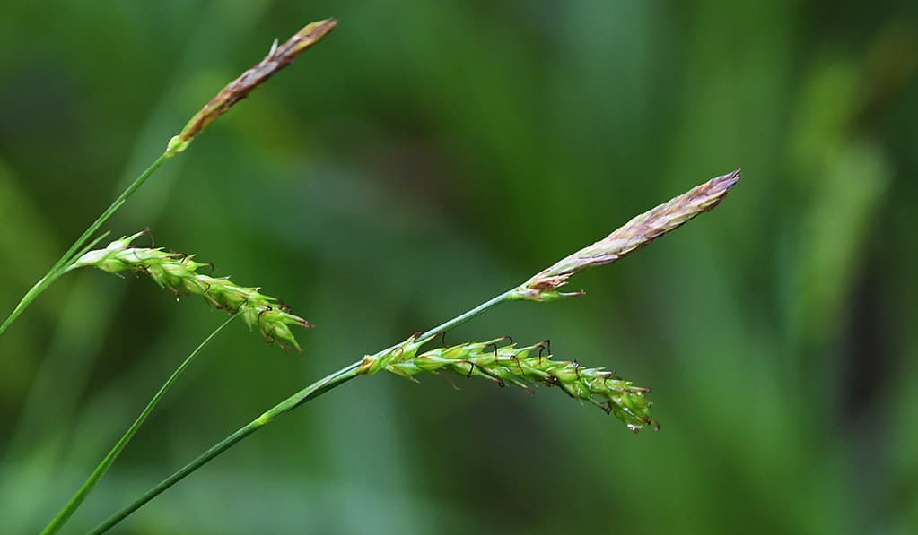 Wald-Segge mit reifen Früchten in Nahaufnahme