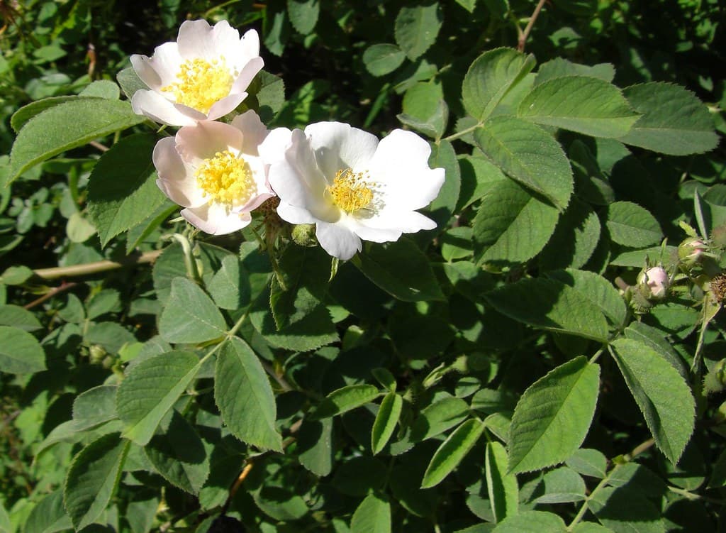 Filz Rose Bluete