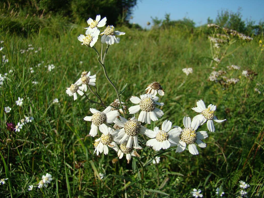 Sumpf Schafgarbe Habitus