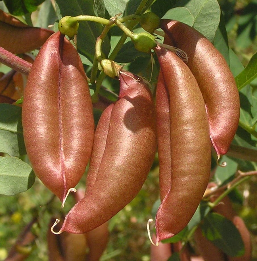 Gelber Blasenstrauch - rote Fruchtkapseln an Zweig