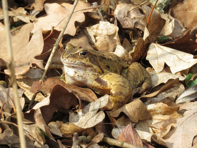 Grasfrosch in Laubstreu getarnt