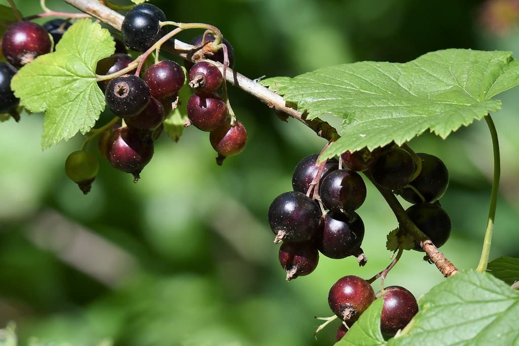 Schwarze Johannisbeere mit reifen und unreifen Beeren