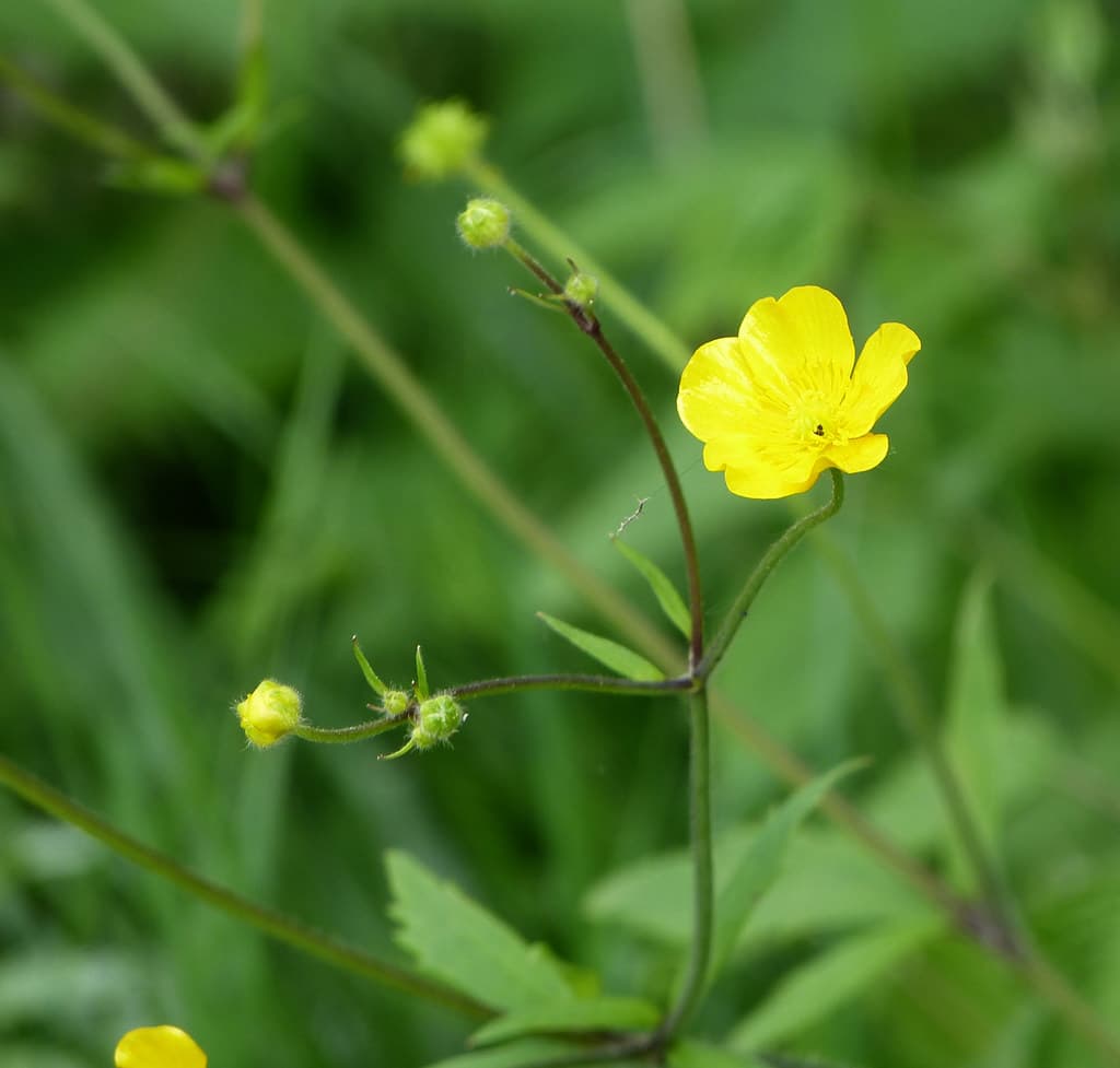 Wolliger Hahnenfuß mit gelber Blüte