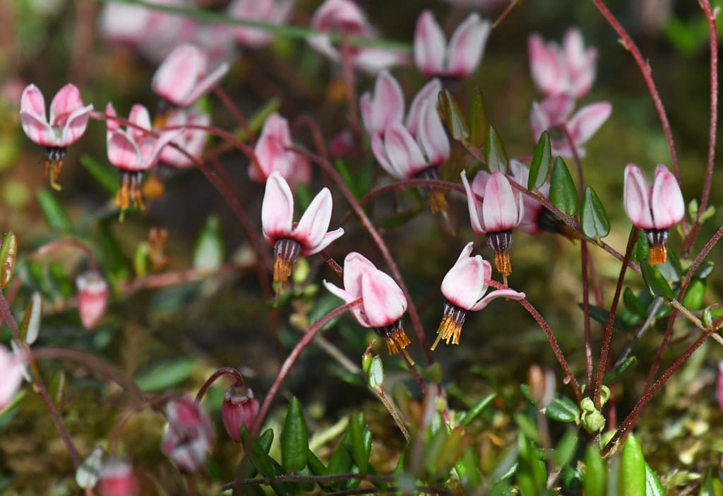 Gewöhnliche Moosbeere - Rosa Blüten in Nahaufnahme