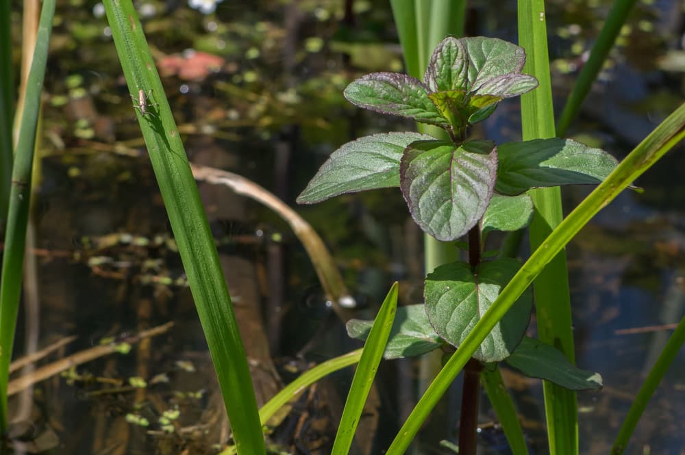 Wasser Minze Blatt