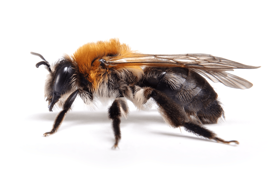 Andrena Nitida