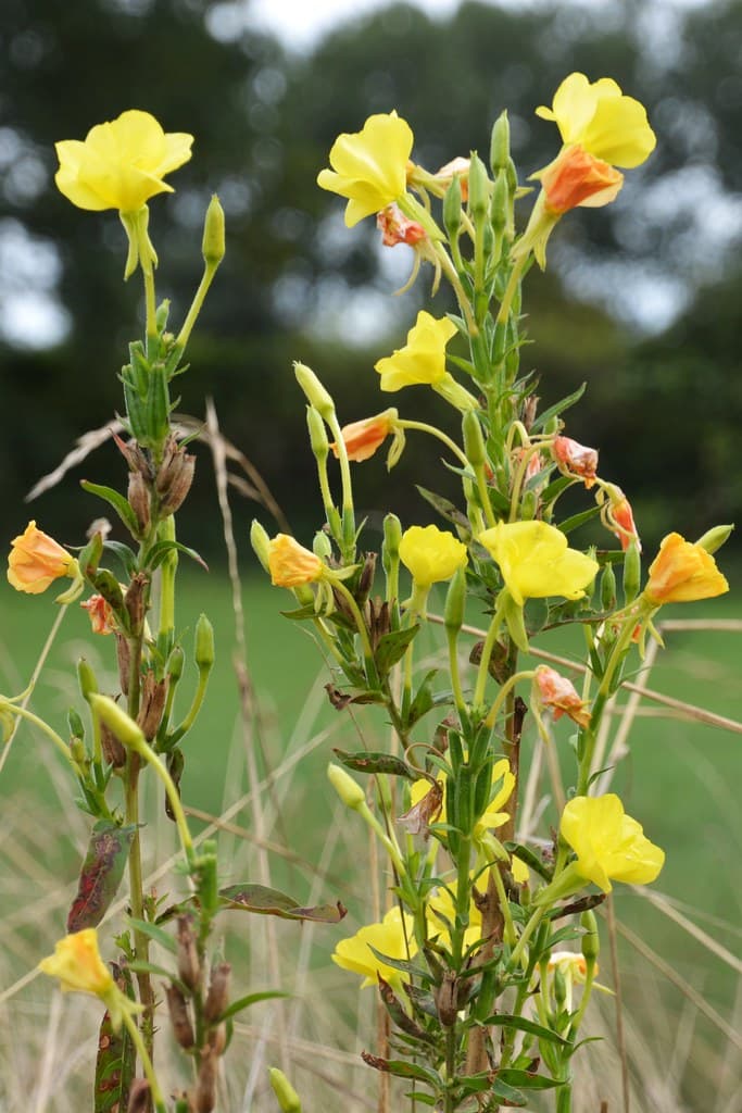 Gewöhnliche Nachtkerze in voller Blüte