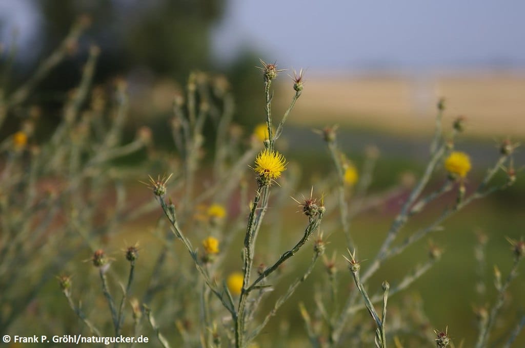 Sonnwend-Flockenblume mit gelben Blüten im Feld