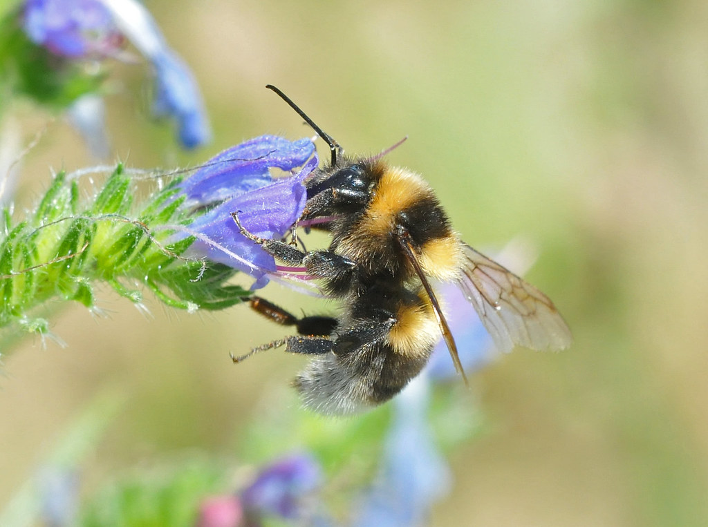 Bombus Ruderatus