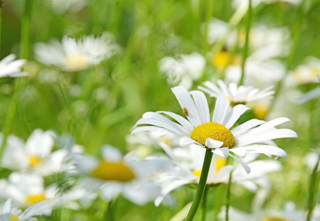 Magerwiesen-Margerite in voller Blüte