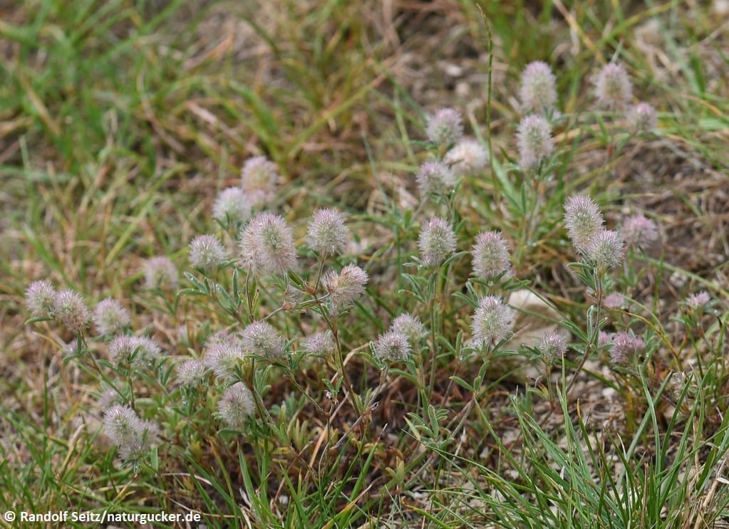 Hasenklee in voller Blüte auf Wiese