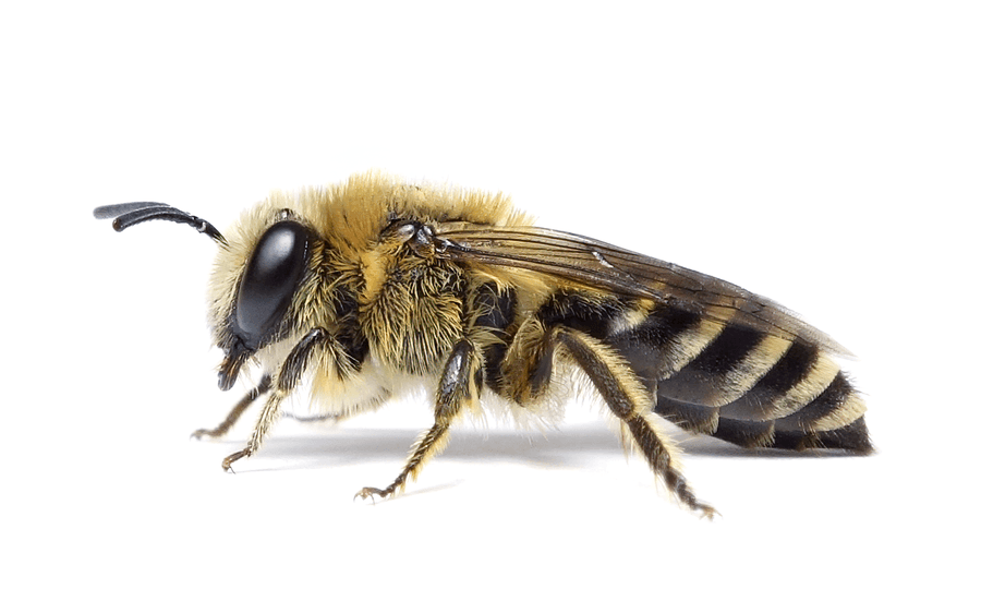 Colletes Daviesanus