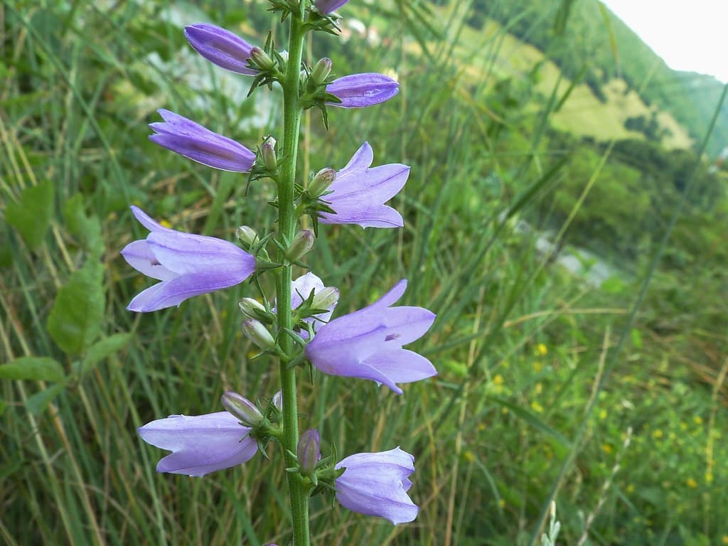 Filz-Glockenblume mit violetten Blüten