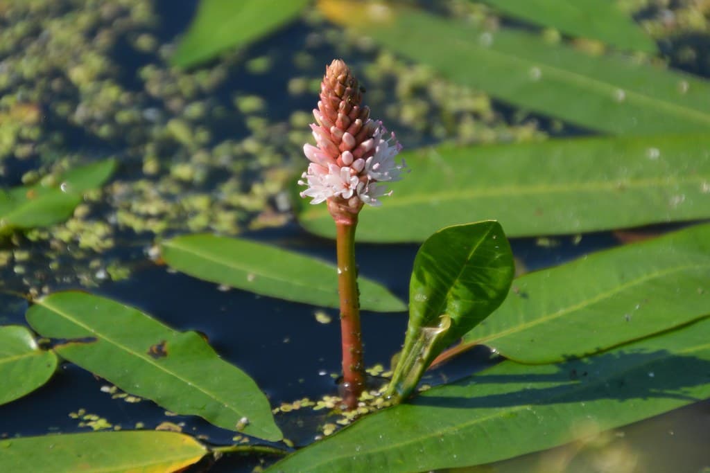 Wasser-Knöterich mit rosa Blütenähre im Gewässer