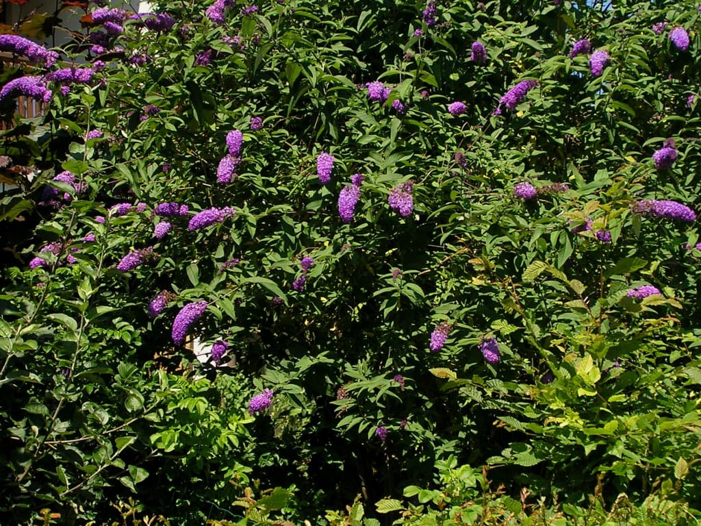 Schmetterlingsflieder in voller Blüte mit violetten Blütenrispen