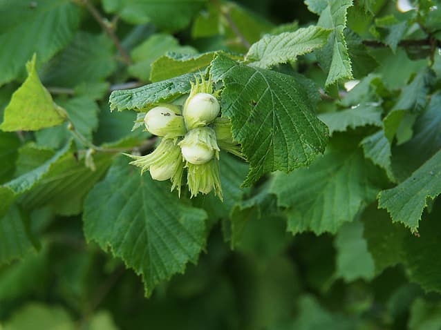 Gemeine Hasel Frucht