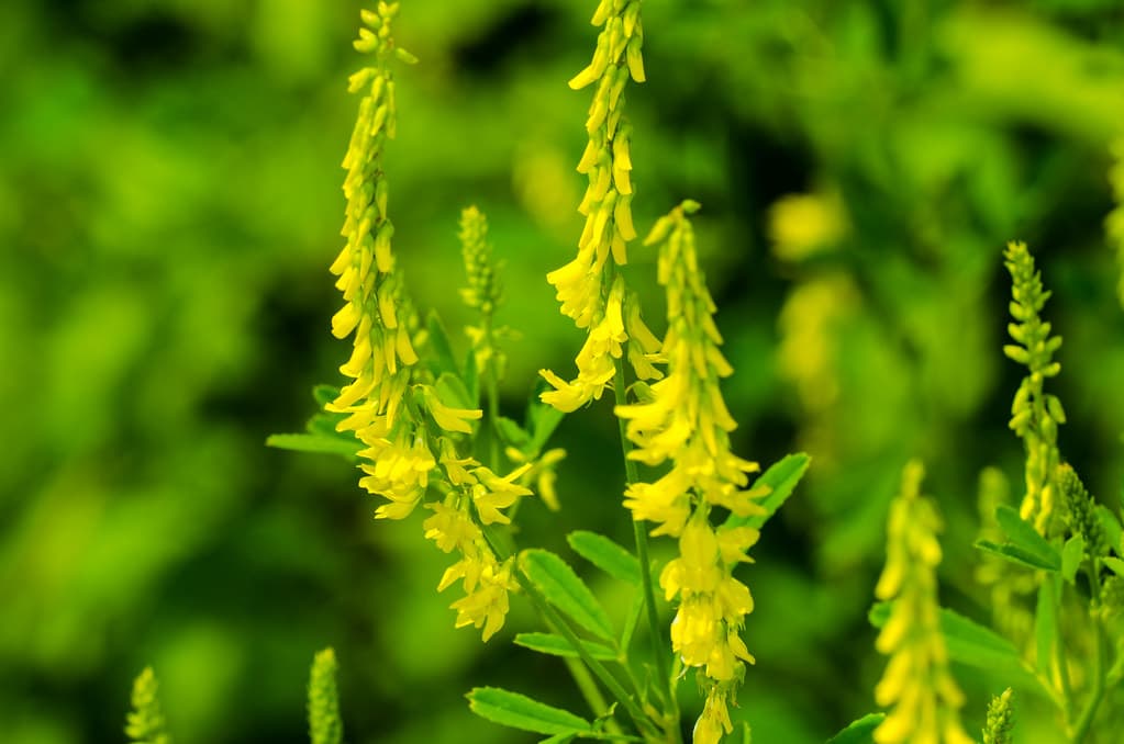 Echter Steinklee in voller Blüte mit gelben Blütentrauben