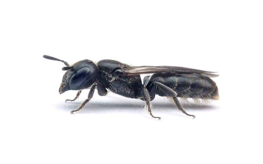 Chelostoma distinctum