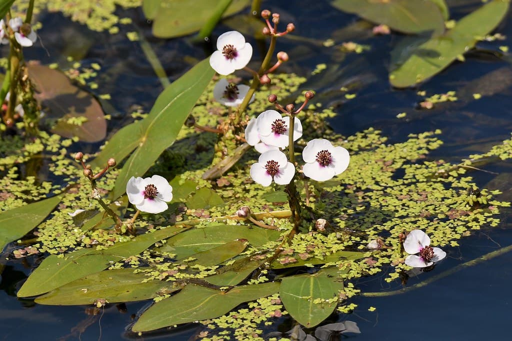 Gewöhnliches Pfeilkraut mit weißen Blüten im Wasser