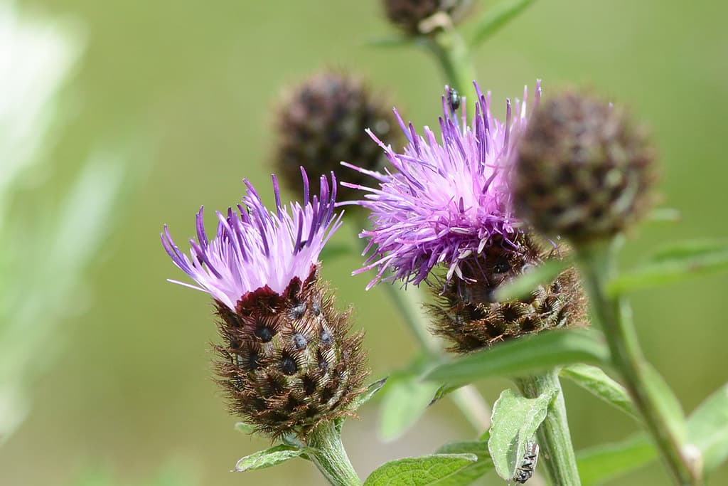 Schwarze Flockenblume Bluete