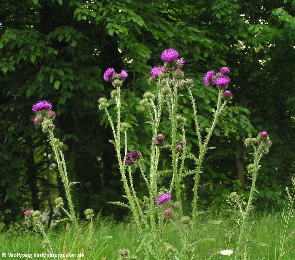 Krause Distel mit violetten Blütenköpfen im Habitat