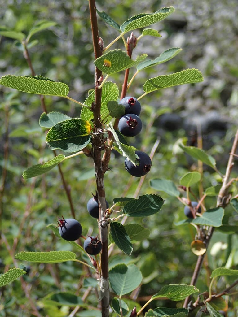 Gewoehnliche Felsenbirne Frucht
