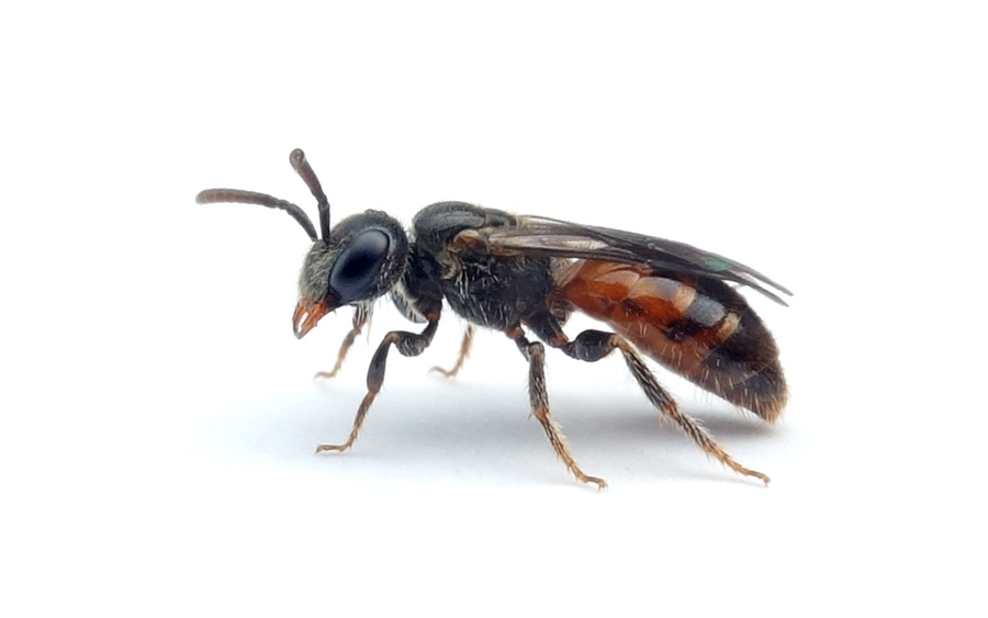 Sphecodes niger
