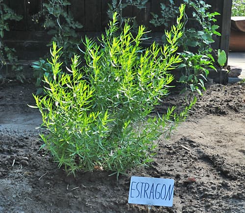 Estragon-Pflanze im Garten mit Beschriftung