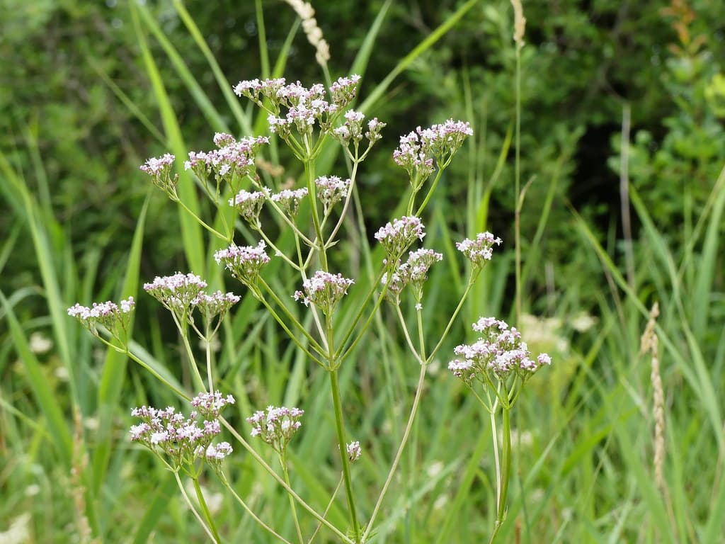 Echter Arznei-Baldrian in Blüte