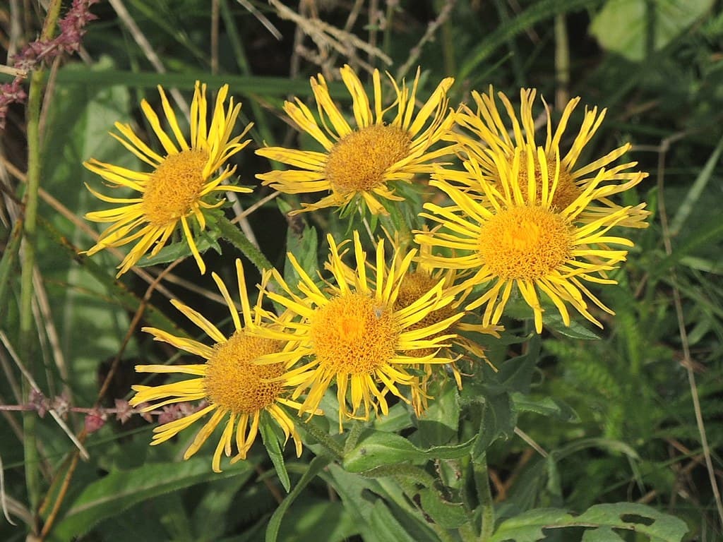 Wiesen-Alant - gelbe Blütengruppe im Sommer